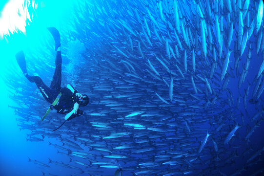 sipadanのバラクーダの群