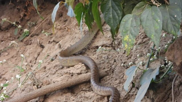 Rat Snake finding pray ..