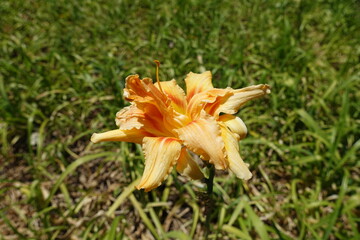 1 one double apricot colored flower of Hemerocallis fulva in July