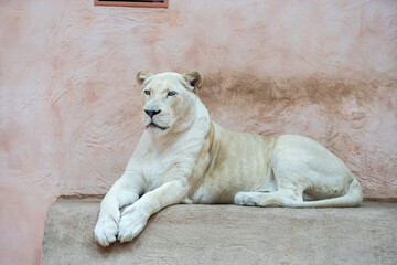 Female lion, Panthera leo, lionesse portrait, head profile on soft background, looking to the left, with space for text on left side