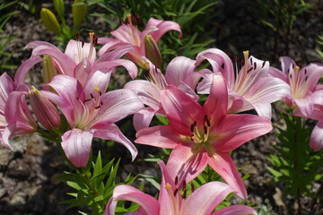 Numerous pastel pink flowers of lilies in mid June