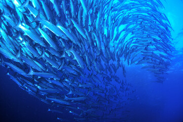 sipadanのバラクーダの群