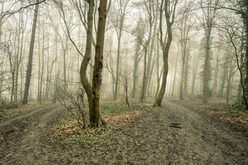 Footpath in Chiltern Hills between Latimer and Little Chalfont in a foggy winter morning, Buckinghamshire, England 