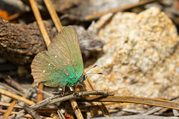 Selective focus shot of a green hairstreak also known as Callophrys rubi, a small green butterfly