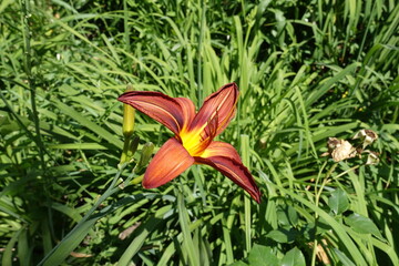 One red and yellow flower of daylily in June