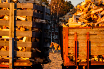 Sorunda, Sweden March 3, 2021 A pony in dressage is seen between piles of firewood on a farmyard.