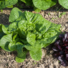 Green romaine lettus in garden soil with irrigation