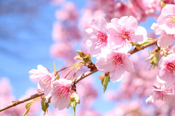 さくら 桜 サクラ 満開 ピンク 淡い かわいい 美しい 入学 卒業 青空 