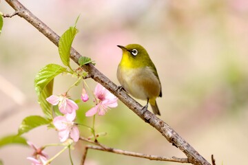 White-eye