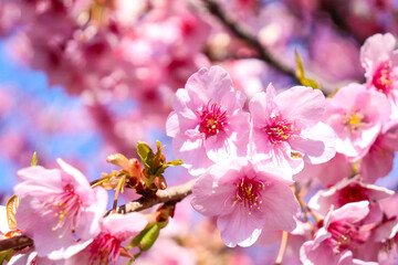 サクラ 花 満開 桜 さくら ピンク 淡い かわいい きれい 美しい 入学 新生活