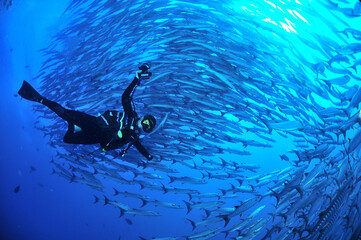 sipadanのバラクーダの群