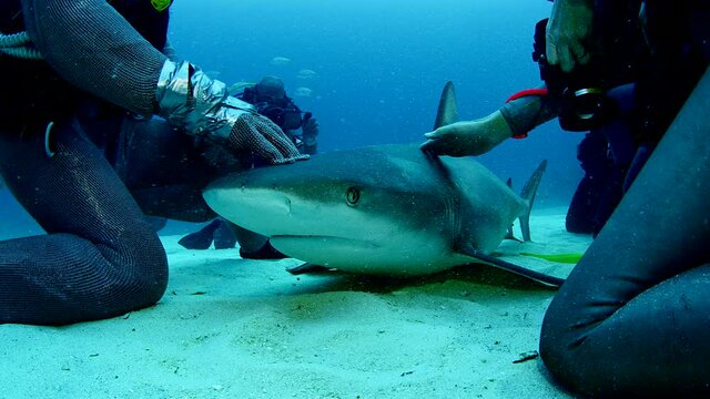 Scuba divers petting shark on ocean floor in waters off Grand Bahama