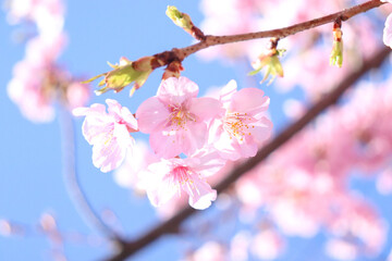 さくら 桜 満開 花びら かわいい きれい 美しい 花見 入学 新生活 ピンク 青空
