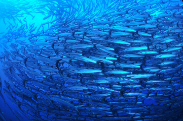 sipadanのバラクーダの群