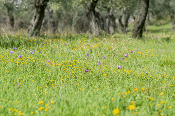 Fleurs sauvages au printemps dans une oliveraie