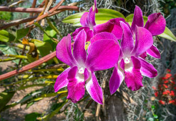 Purple orchids, Dendrobium, in full bloom among  sunlight.