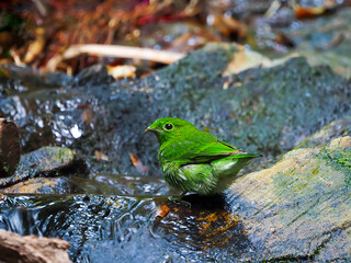 Green Broadbill Female in the Public Nation Park at South of Thailand