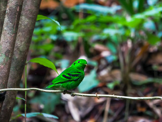 Green Broadbill Male in the Public Nation Park at South of Thailand