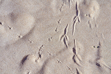 Close up bird footprints on a sand