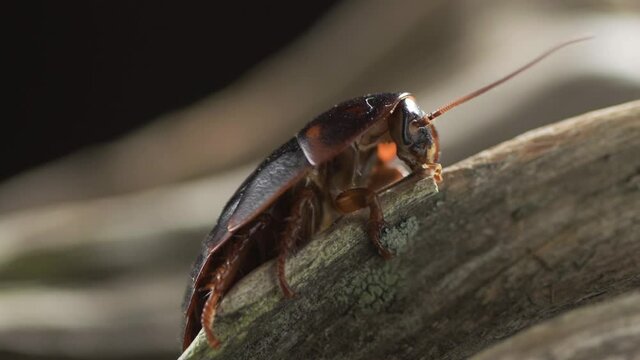 Macro video many American cockroaches eating for food in the sewer