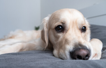 A cheerful dog lies on a bed with a gray blanket. Happy golden retriever in the bedroom. The concept of animals in the house.