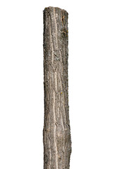 Tree Trunk Isolated On White Background
