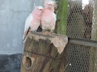 pair of birds