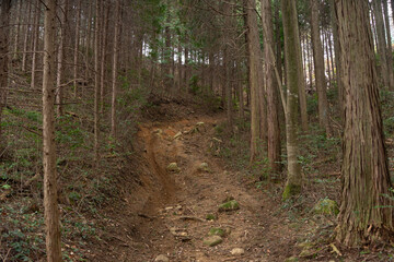 Obraz premium path in the forest