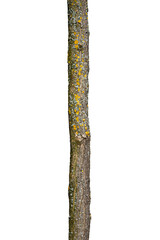 Tree Trunk Isolated On White Background