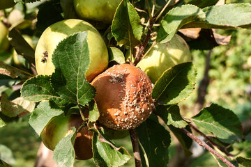 Rotten apple on a tree. Apple tree branch with rotten fruit.