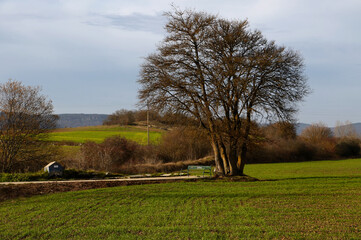 landscape with trees