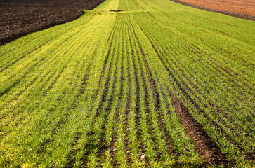 field of corn