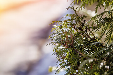 Thuja tree in sunlight.  Sunny spring background 