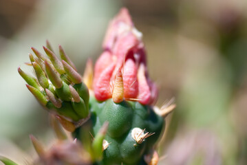 Kaktuspflanze mit rosa-roter Blüte, geschlossen, gedreht