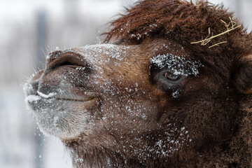 Close up portrait of Bactrian camel (Camelus bactrianus), also known as the Mongolian camel or domestic Bactrian camel. Selective focus.