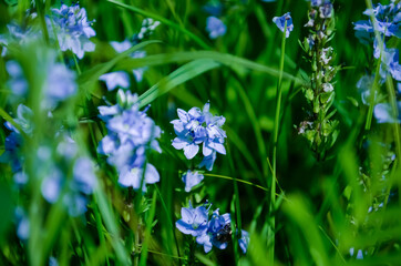 spring flowers in the green grass