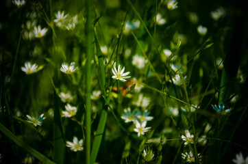 white flower in green grass