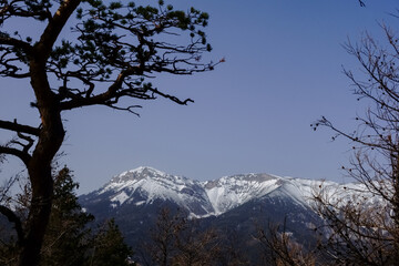 gnarled trees and view to high mountains with snow detail