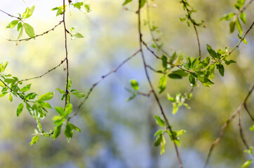 green leaves in the morning sun
