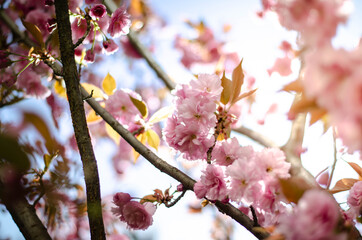 pink sakura blossoms