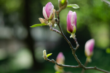 pink magnolia flowers