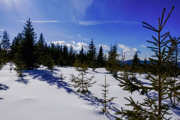 many pine trees in the snow and blue sky while hiking