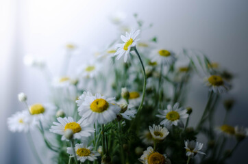 chamomile on a white background