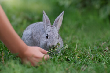 rabbit in the grass