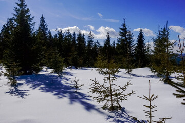 many pine trees with shadow in the snow with sun and blue sky