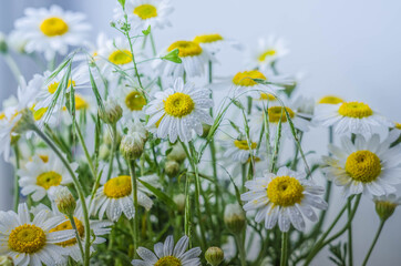 chamomile on a white background