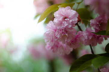 pink sakura blossoms in spring