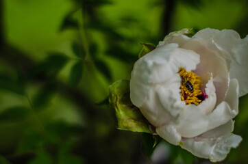 white flower  peony