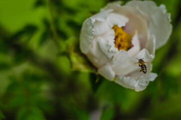 bee on a flower peony