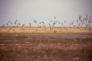 Bird migration or seasonal movement in Kazakh steppe.